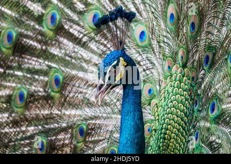 plumes, paon, plumes, paons Banque D'Images