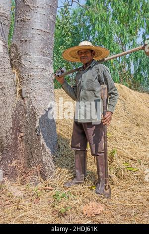 agriculteur, thaïlande, agriculteurs, thaïlande Banque D'Images