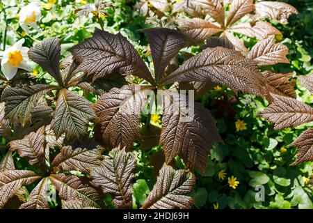 Feuilles de bronze printanier d'une plante à feuilles de bronze de Rodgers (Rodgersia podophylla 'Rotlaub') croissant par un ruisseau dans un jardin dans le Devon rural, Angleterre, Royaume-Uni Banque D'Images