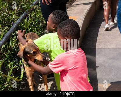 Medellin, Colombie - septembre 9 2021: Black Children PET a Brown Mixed Breed Dog in the Comuna 13, touristique artistique attraction urbaine culturel Histo Banque D'Images