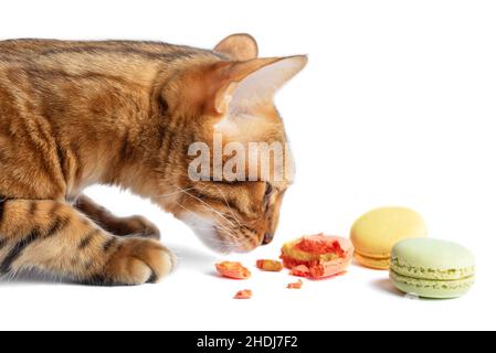 Le chat Bengale mange des biscuits de pâtes sur une assiette blanche.Copier l'espace Banque D'Images