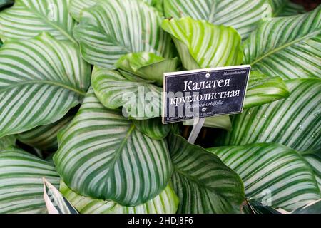 Calathea orbifolia est une espèce de plante de prière.Originaire de Bolivie, il est généralement conservé comme plante de maison dans les zones tempérées pour ses feuilles ornementales. Banque D'Images