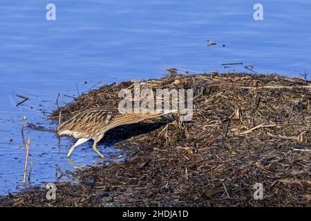 Sterne eurasienne / grand sterne (Botaurus stellaris) bien camouflé dans l'eau peu profonde le long du lit de roseau / reedbed sur la rive du lac en hiver Banque D'Images