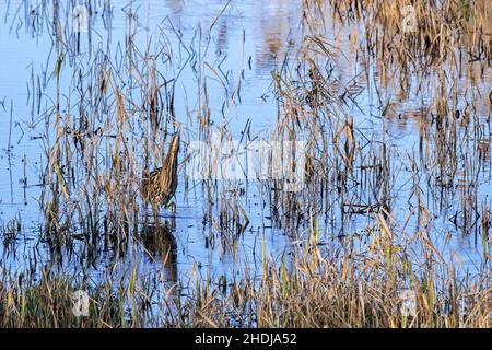 Sterne eurasienne / grand sterne (Botaurus stellaris) bien camouflé dans l'eau peu profonde le long du lit de roseau / reedbed sur la rive du lac en hiver Banque D'Images