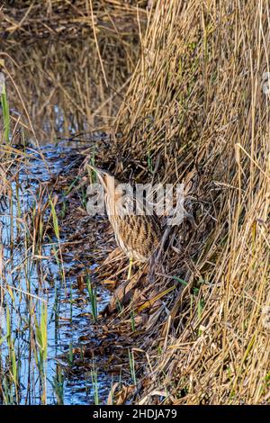 Sterne eurasienne / grand sterne (Botaurus stellaris) bien campé bien camouflé en eau peu profonde le long du lit de roseau / reedbed sur la rive du lac en hiver Banque D'Images