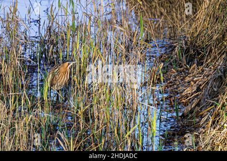 Sterne eurasienne / grand sterne (Botaurus stellaris) bien camouflé dans l'eau peu profonde le long du lit de roseau / reedbed sur la rive du lac en hiver Banque D'Images