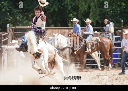 Le Bronc Rider est à la base pour terminer le parcours Banque D'Images