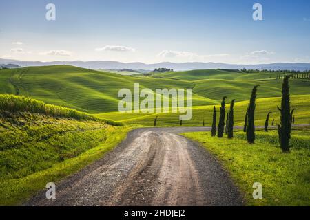 Monteroni d'Arbia, route de la via francigena. Route sinueuse, champs et arbres. Province de Sienne, Toscane. Italie, Europe. Banque D'Images