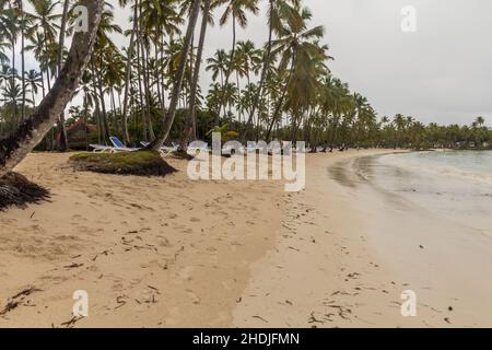 Palmiers sur une plage de Las Galeras, République Dominicaine Banque D'Images