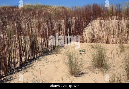 Dunes de sable zone de conservation avec l'herbe de Marram européenne nouvellement plantée - Ammophila Arenaria croissance.Côte de Caparica, Almada près de Lisbonne, Portugal. Banque D'Images