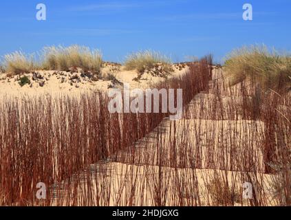 Dunes de sable zone de conservation avec l'herbe de Marram européenne nouvellement plantée - Ammophila Arenaria croissance.Côte de Caparica, Almada près de Lisbonne, Portugal. Banque D'Images