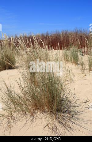 Dunes de sable zone de conservation avec l'herbe de Marram européenne nouvellement plantée - Ammophila Arenaria croissance.Côte de Caparica, Almada près de Lisbonne, Portugal. Banque D'Images