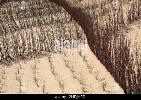 Dunes de sable zone de conservation avec l'herbe de Marram européenne nouvellement plantée - Ammophila Arenaria croissance.Côte de Caparica, Almada près de Lisbonne, Portugal. Banque D'Images