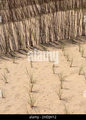 Dunes de sable zone de conservation avec l'herbe de Marram européenne nouvellement plantée - Ammophila Arenaria croissance.Côte de Caparica, Almada près de Lisbonne, Portugal. Banque D'Images