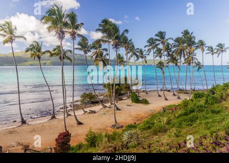 Palmiers sur une plage de Las Galeras, République Dominicaine Banque D'Images