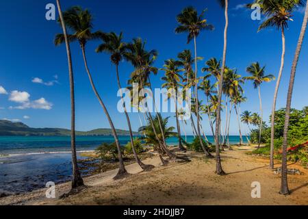 Palmiers sur une plage de Las Galeras, République Dominicaine Banque D'Images