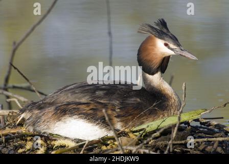 broding, grand grebe à crête, grands grebes à crête Banque D'Images