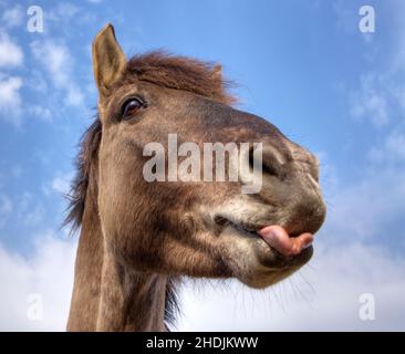 humour et bizarre, cheval, langue, humour et bizarre, chevaux,piquer les languettes, coller les languettes Banque D'Images