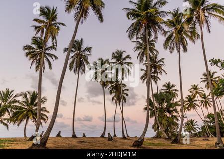 Palm grove près de Las Galeras, République dominicaine Banque D'Images