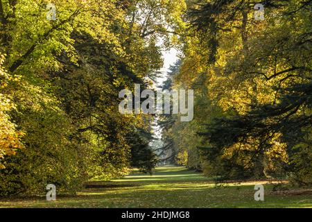 Dans Aututmn Avenue Lime à Westonbirt Arboretum, Gloucestershire, England, UK Banque D'Images