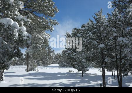 Le matin après une forte chute de neige dans le grand pays avec des pins chargés de neige. Banque D'Images