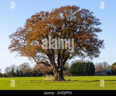 Grand chêne anglais mature, Quercus Robur, feuilles d'automne orange se tient seul dans le champ, Sutton, Suffolk, Angleterre, Royaume-Uni Banque D'Images