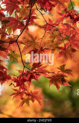 La couleur d'automne des feuilles d'érable dans le Glade Acer à Westonbirt l'Arboretum national, les Cotswolds, Gloucestershire, Angleterre, Royaume-Uni Banque D'Images