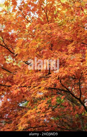 La couleur d'automne des Apers dans le Glade Acer à Westonbirt l'Arboretum national, les Cotswolds, Gloucestershire, Angleterre, Royaume-Uni Banque D'Images