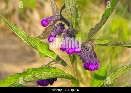 comfrey, comfreys Banque D'Images