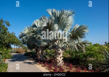 magnifiques palmiers dans le parc de loisirs avec ciel bleu clair et d'autres plantes Banque D'Images