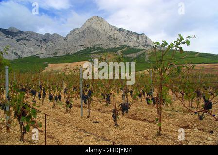 croatie, vignoble, dalmatie, croatias, vignobles,dalmatias Banque D'Images