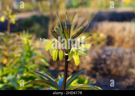 Fleurs, plantes toxiques, couronne perse, fleurs Banque D'Images