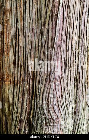 Gros plan de l'écorce d'arbre texturée; Portland Japanese Gardens; Portland; Oregon; États-Unis Banque D'Images