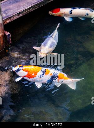 Koi ; nishikigoi ; carpe ; carpe d'Amour ; Cyprinus rubrofuscus ;Portland Japanese Gardens ; Portland ; Oregon ; États-Unis Banque D'Images