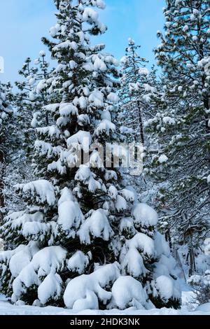 Arbres enneigés.Oregon, Ashland, hiver Banque D'Images