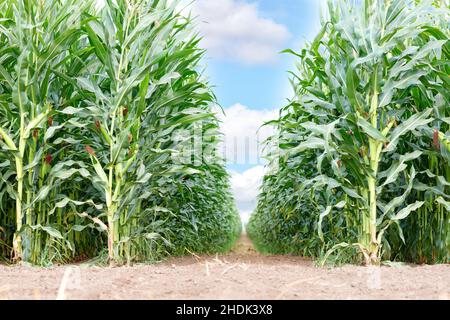 Des rangées de maïs vert en pleine croissance dans un champ agricole, sous un angle bas, sur fond de ciel très nuageux.Copier l'espace.Gros plan. Banque D'Images