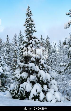 Arbres enneigés.Oregon, Ashland, hiver Banque D'Images