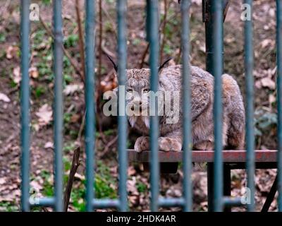 Le lynx eurasien regarde dans la caméra de derrière les barreaux de sa prison Banque D'Images