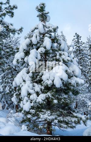 Arbres enneigés.Oregon, Ashland, hiver Banque D'Images