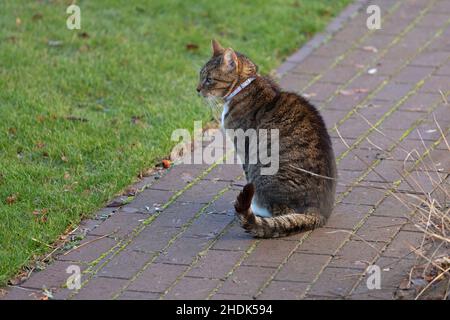 Tomcat assis sur un chemin, l'Allemagne Banque D'Images