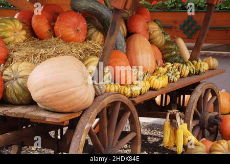 courge, action de grâce, légumes, squashs, légumes Banque D'Images