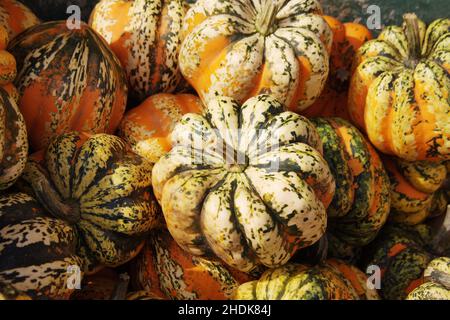 Squash, carnaval des citrouilles, squashs Banque D'Images