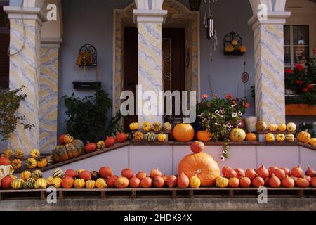 courge, action de grâce, squashs Banque D'Images