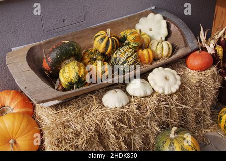 courge, variétés, légumes, squashs, variété,légumes Banque D'Images