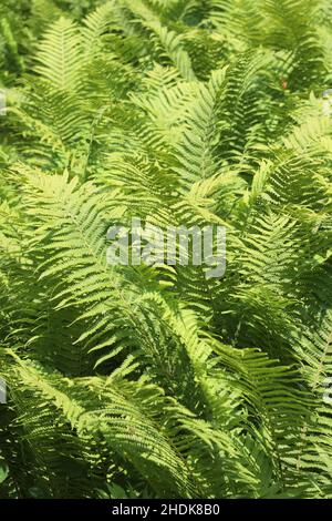 fern, fougères Banque D'Images