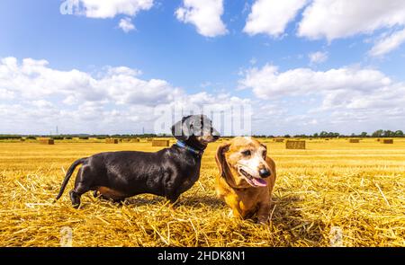 Un Dachshund miniature à poil doux appréciant de se reposer au soleil sur un hancher de foin, dans un champ de fermier. Banque D'Images