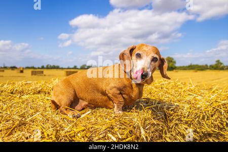 Un Dachshund miniature à poil doux appréciant de se reposer au soleil sur un hancher de foin, dans un champ de fermier. Banque D'Images