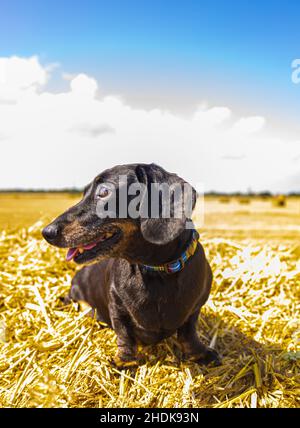 Un Dachshund miniature à poil doux appréciant de se reposer au soleil sur un hancher de foin, dans un champ de fermier. Banque D'Images