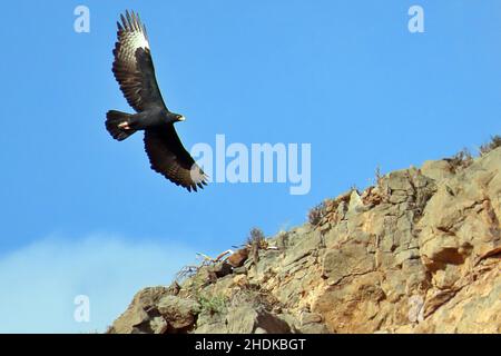Un aigle de Verreaux (Aquila verreauxii) survolant un canyon rocheux dans le parc national de Mountain Zebra, dans les montagnes Nubib de Namibie Banque D'Images