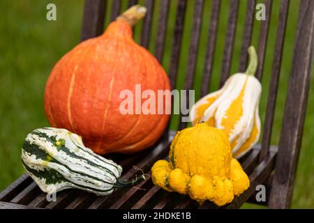 squash, squashs Banque D'Images